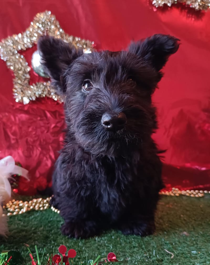 ANTINEA Femelle née le 29/09/2025  NON LOF 