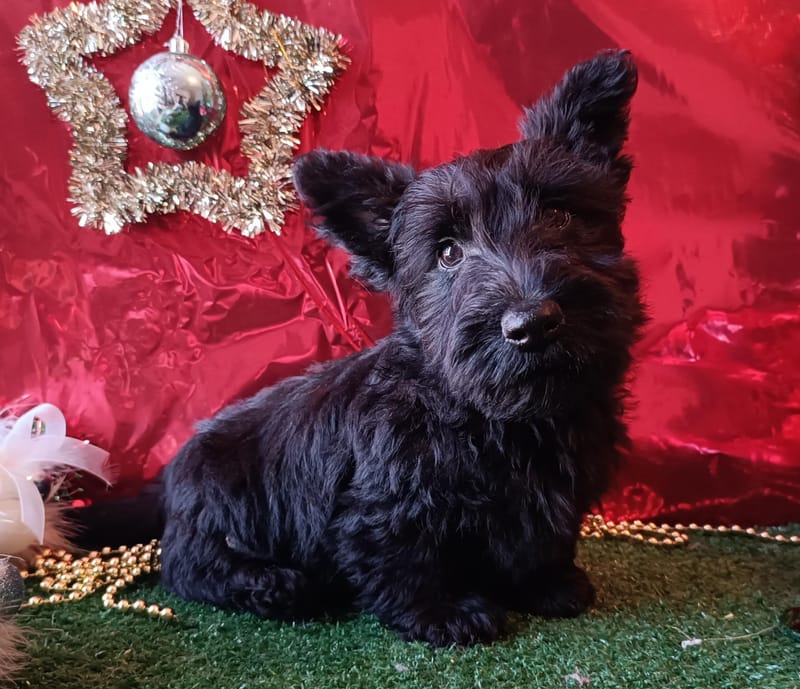 ANTINEA Femelle née le 29/09/2025  NON LOF 