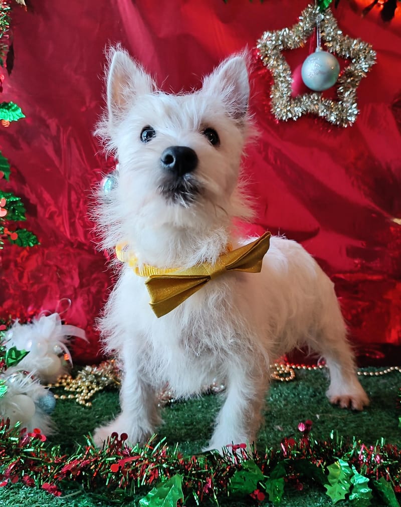 APHRO, Mâle né le 29/08/2025  LOF 