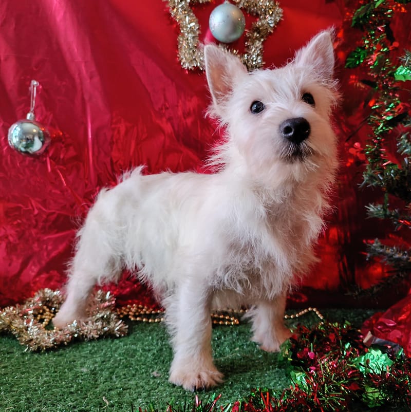 APHRO, Mâle né le 29/08/2025  LOF 