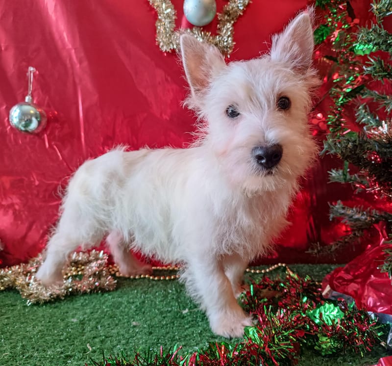 APHRO, Mâle né le 29/08/2025  LOF 