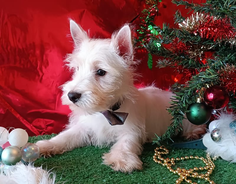 ARDY, Mâle né le 29/08/2025 LOF