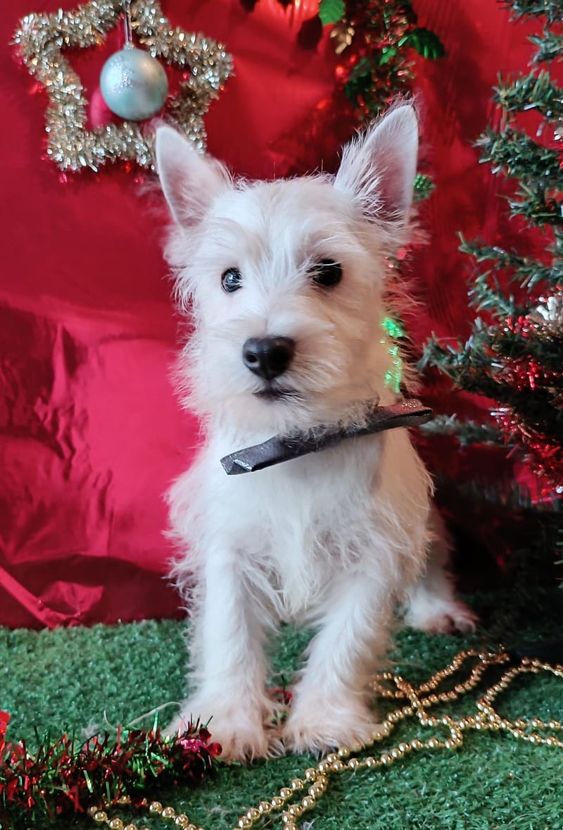 ARDY, Mâle né le 29/08/2025 LOF