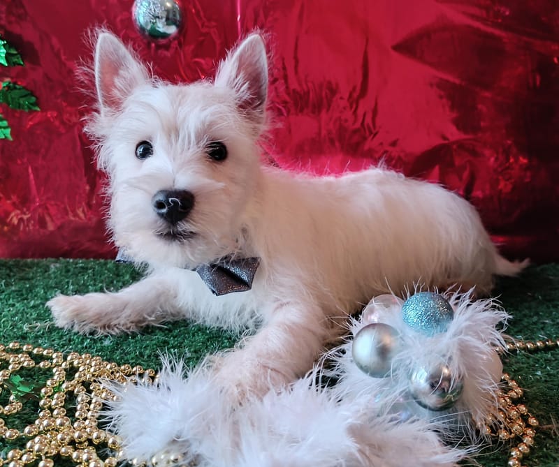 ARDY, Mâle né le 29/08/2025 LOF