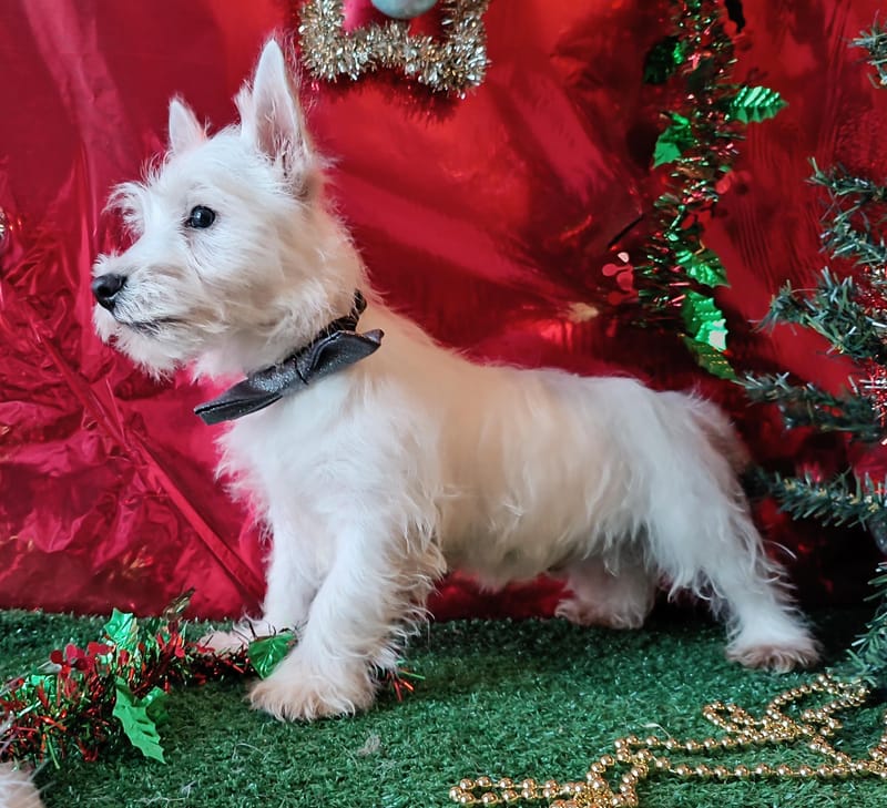 ARDY, Mâle né le 29/08/2025 LOF