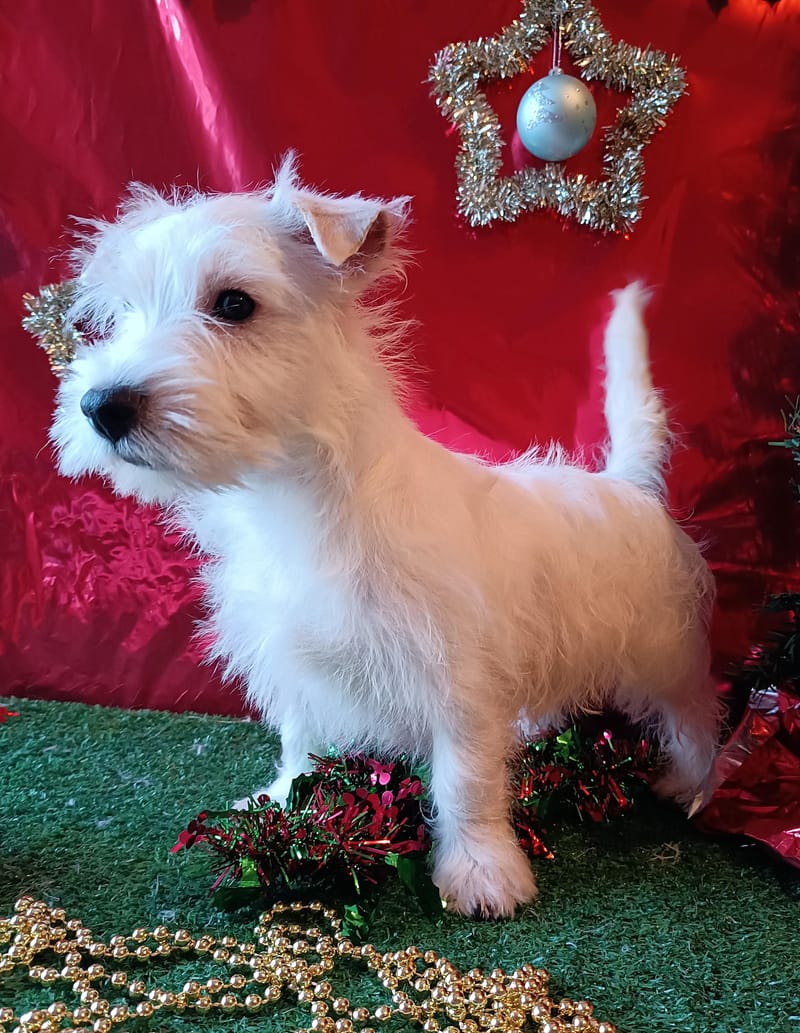 ARGUS, Mâle né le 29/08/2025 LOF