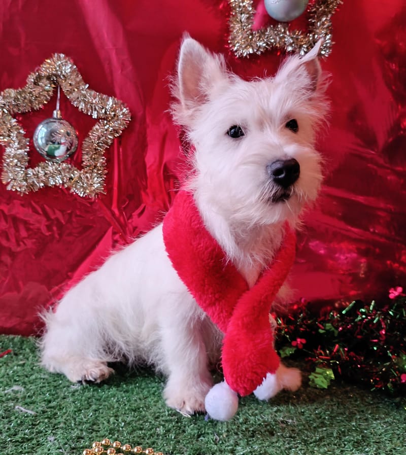 ALGO, Mâle né le 29/08/2025 LOF