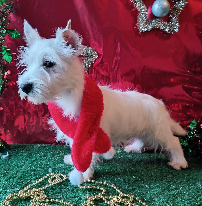 ALGO, Mâle né le 29/08/2025 LOF