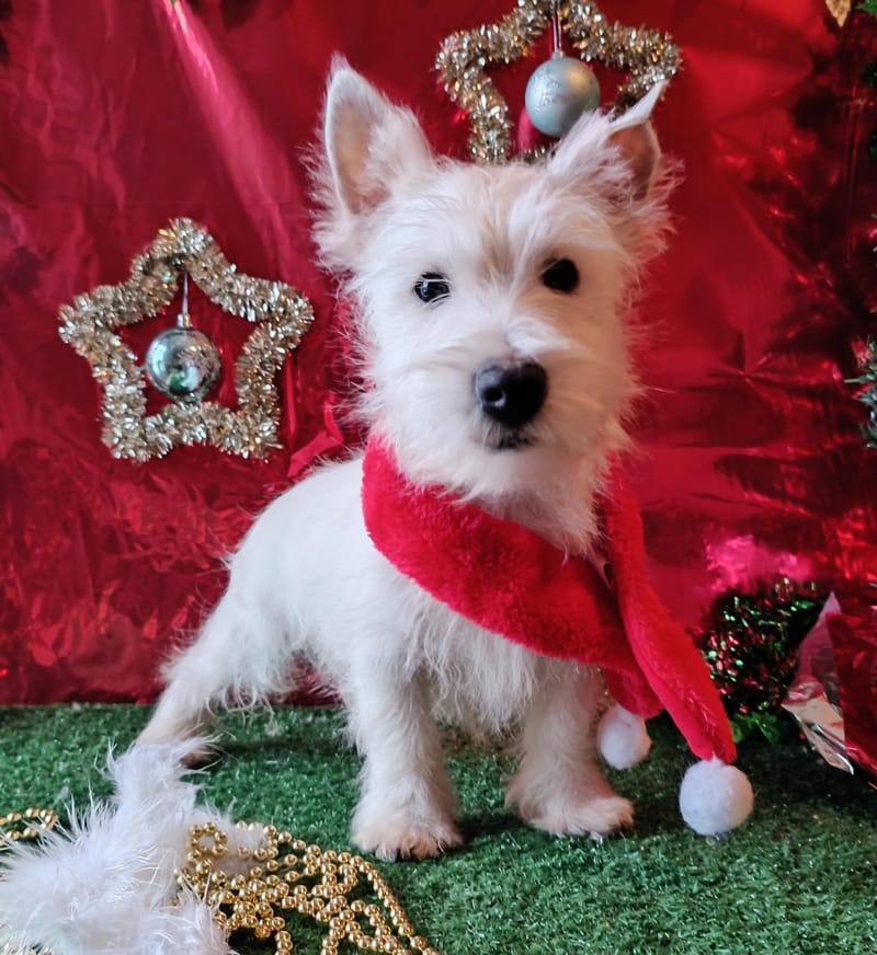 ALGO, Mâle né le 29/08/2025 LOF