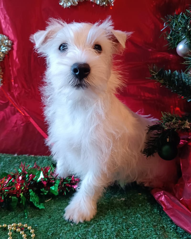 ARGUS, Mâle né le 29/08/2025 LOF