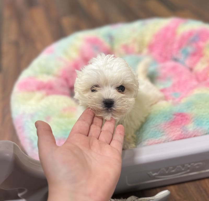 Alexia femelle née le: 23/10/2025 ( LOF)