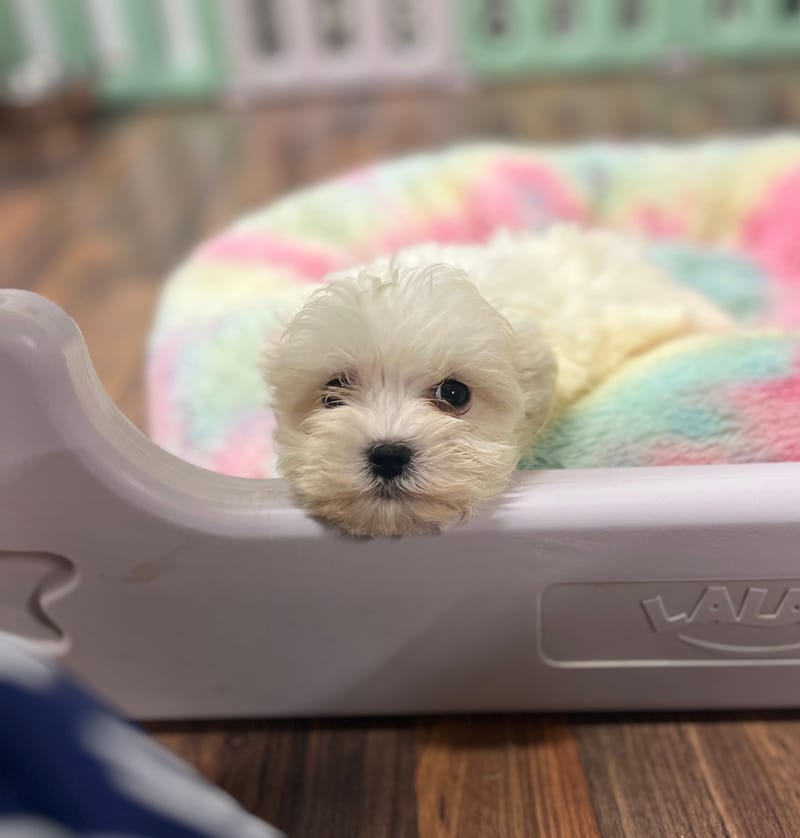 Alexia femelle née le: 23/10/2025 ( LOF)