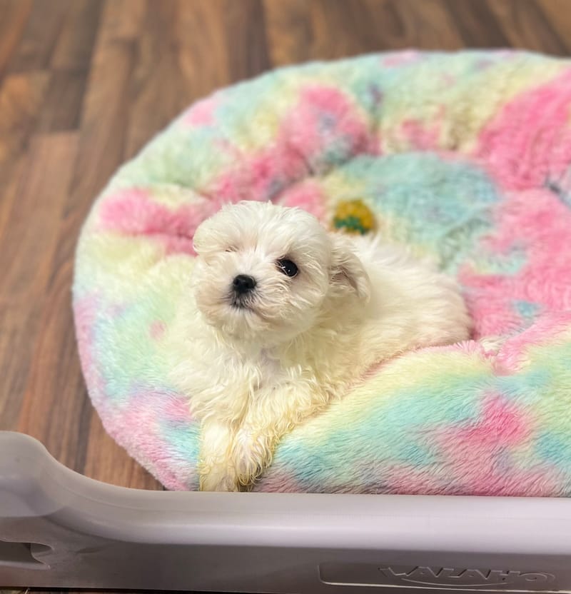 Alexia femelle née le: 23/10/2025 ( LOF)