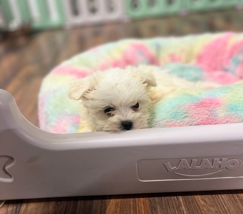 Alexia femelle née le: 23/10/2025 ( LOF)