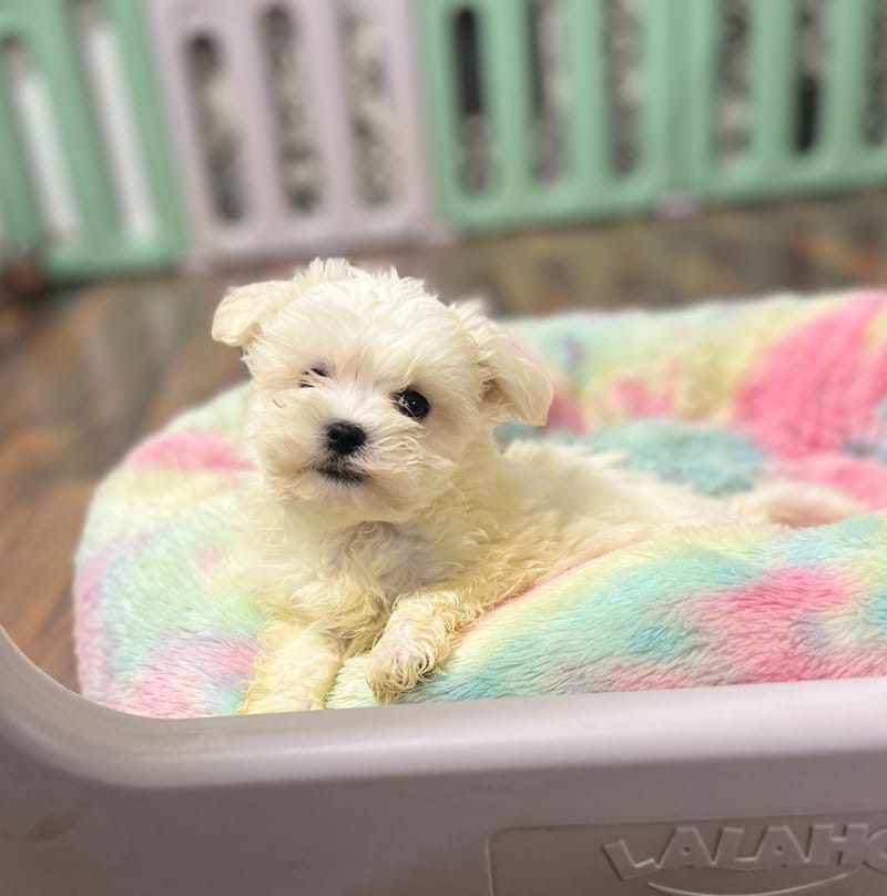 Alexia femelle née le: 23/10/2025 ( LOF)