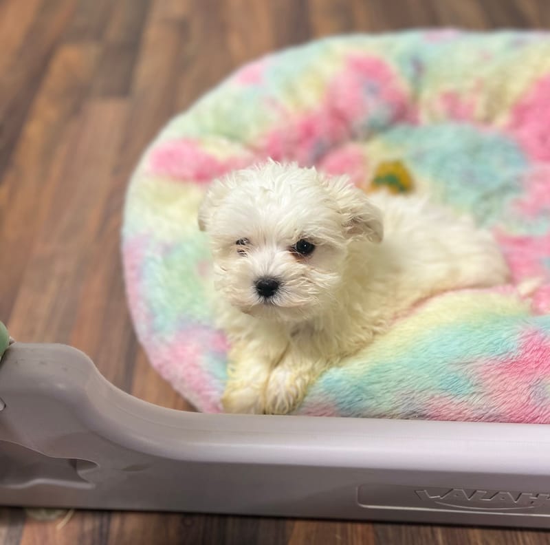 Alexia femelle née le: 23/10/2025 ( LOF)