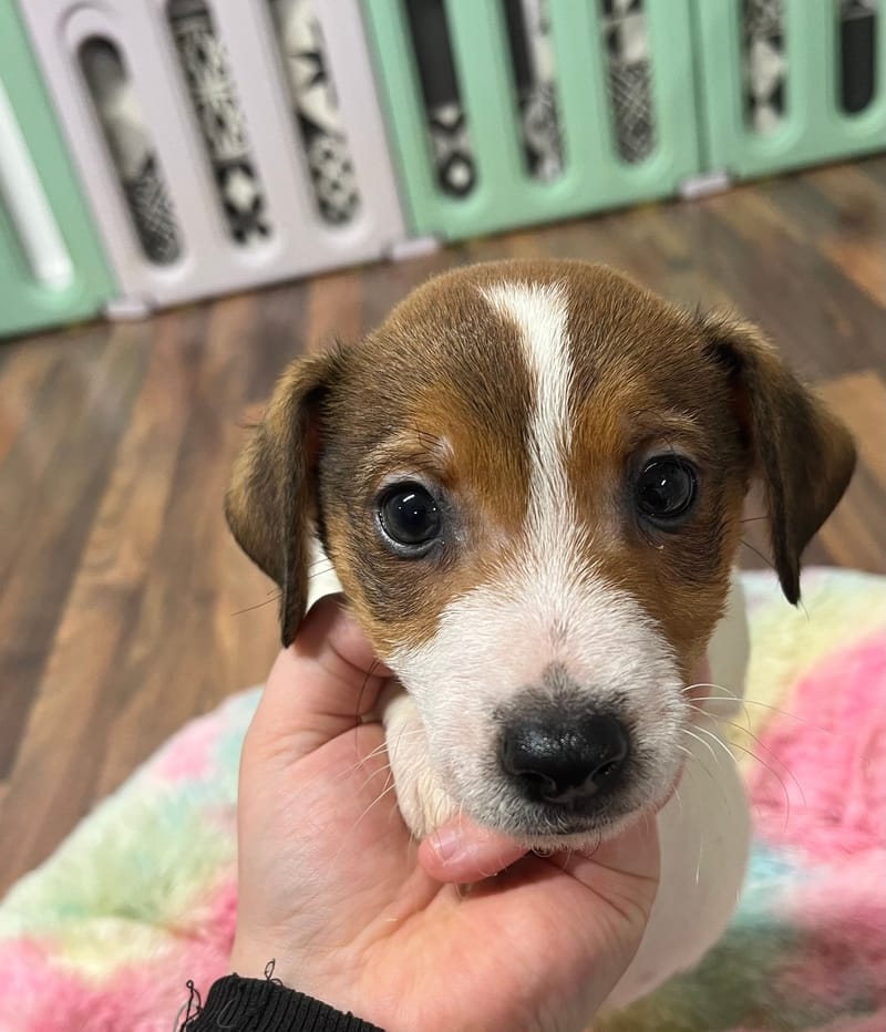 Aztek mâle né le: 18/10/2025 ( LOF)