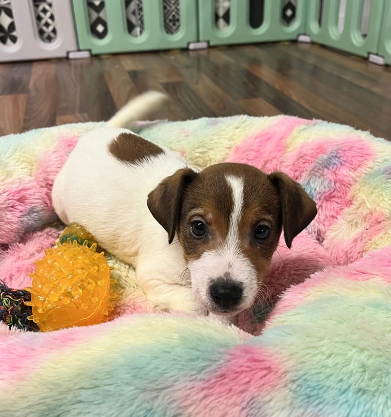 Aztek mâle né le: 18/10/2025 ( LOF)