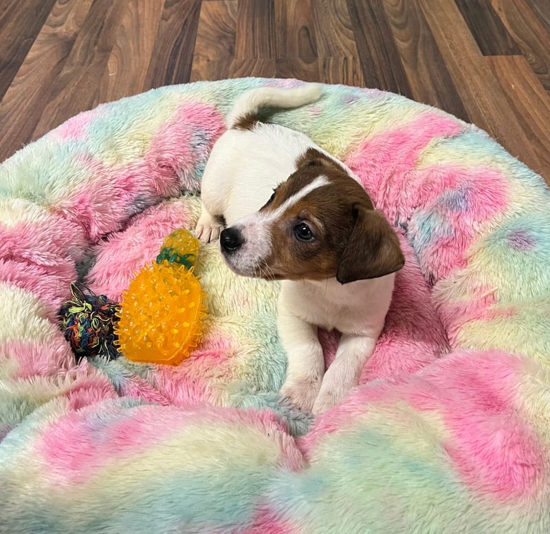 Aztek mâle né le: 18/10/2025 ( LOF)