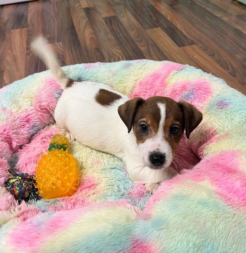 Aztek mâle né le: 18/10/2025 ( LOF)