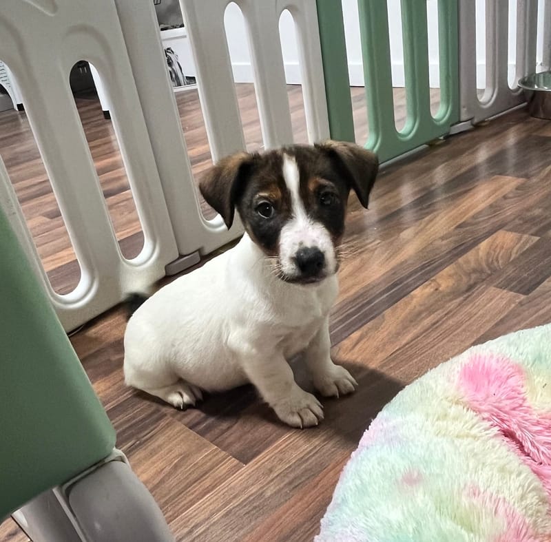 Arielle femelle née le:18/10/2025 (LOF)