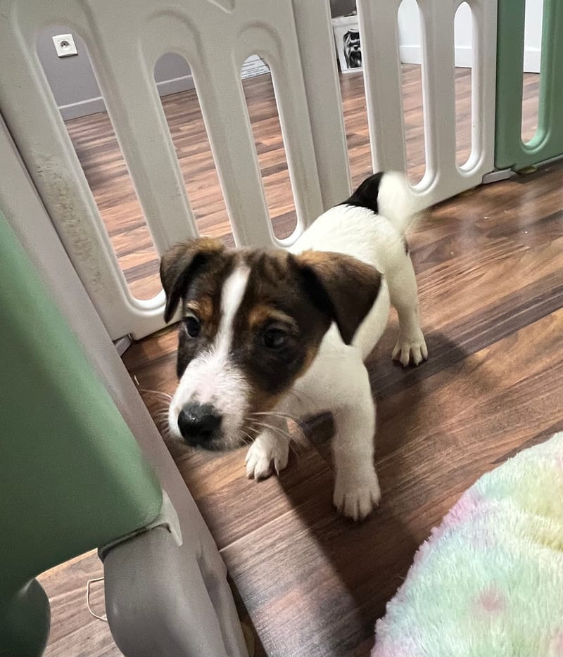 Arielle femelle née le:18/10/2025 (LOF)