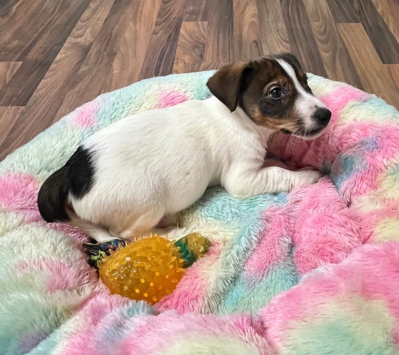 Arielle femelle née le:18/10/2025 (LOF)