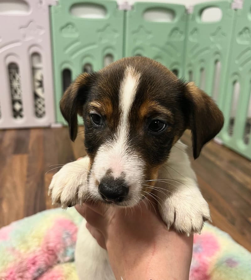 Arielle femelle née le:18/10/2025 (LOF)