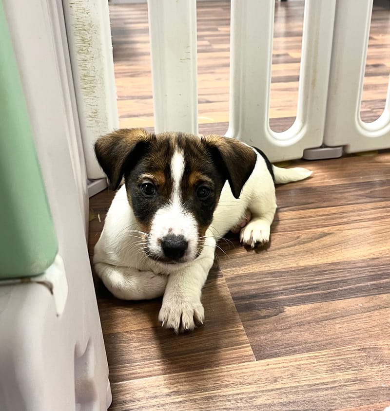 Arielle femelle née le:18/10/2025 (LOF)