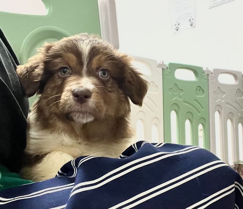 Aldo mâle né le:28/10/2025 ( Parents LOF)