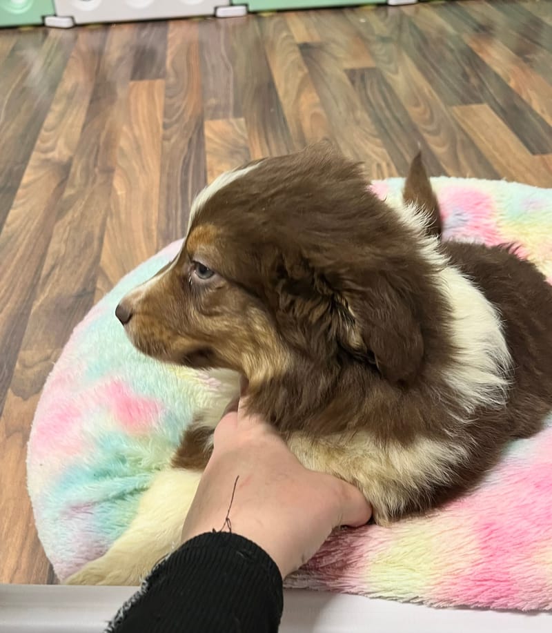 Aldo mâle né le:28/10/2025 ( Parents LOF)