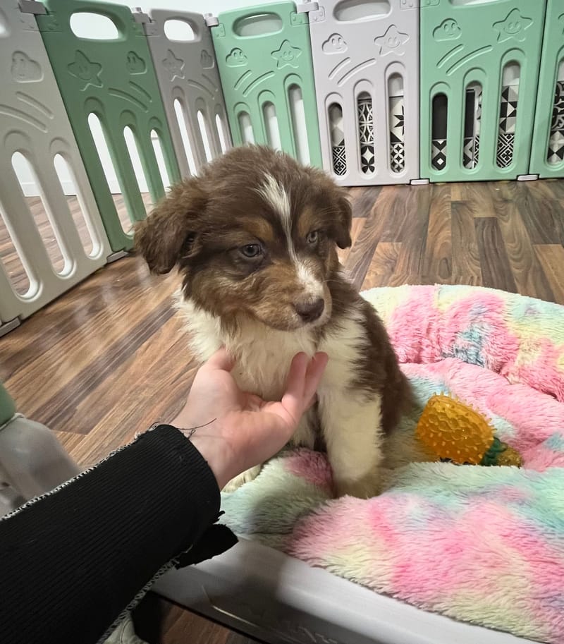 Aldo mâle né le:28/10/2025 ( Parents LOF)