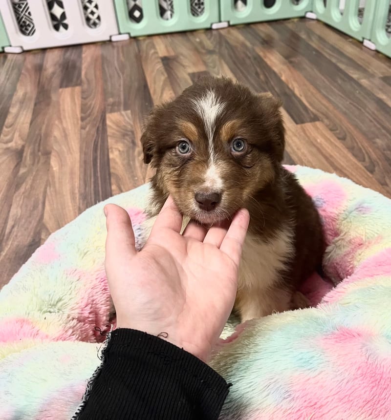 Aldo mâle né le:28/10/2025 ( Parents LOF)