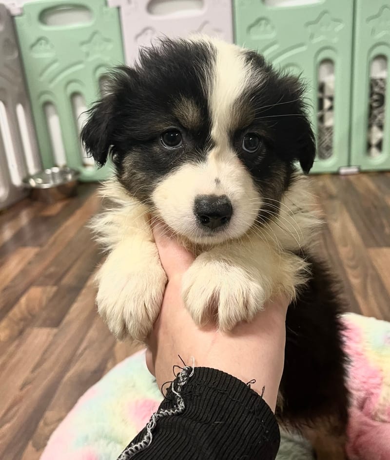 Andrea femelle née le: 28/10/2025 (Parents LOF)