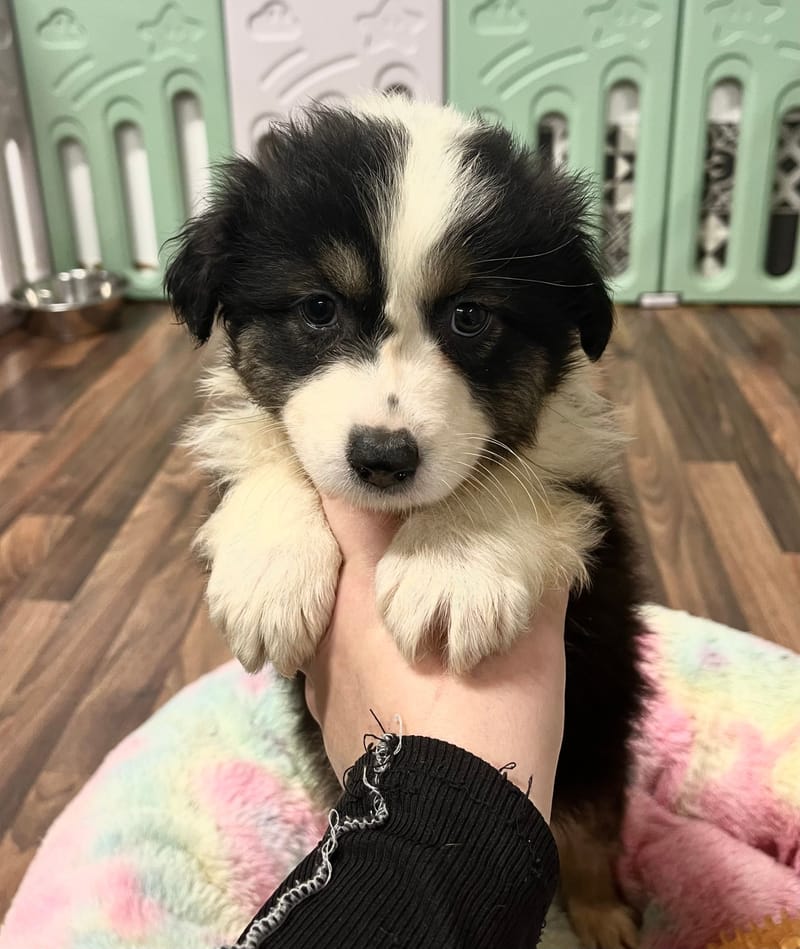 Andrea femelle née le: 28/10/2025 (Parents LOF)