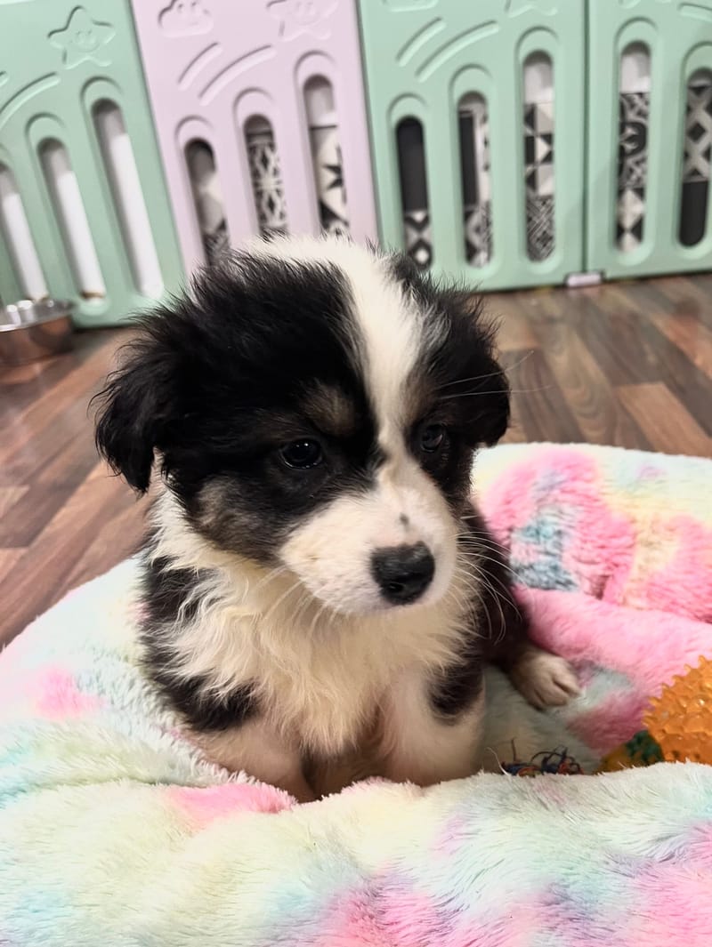 Andrea femelle née le: 28/10/2025 (Parents LOF)