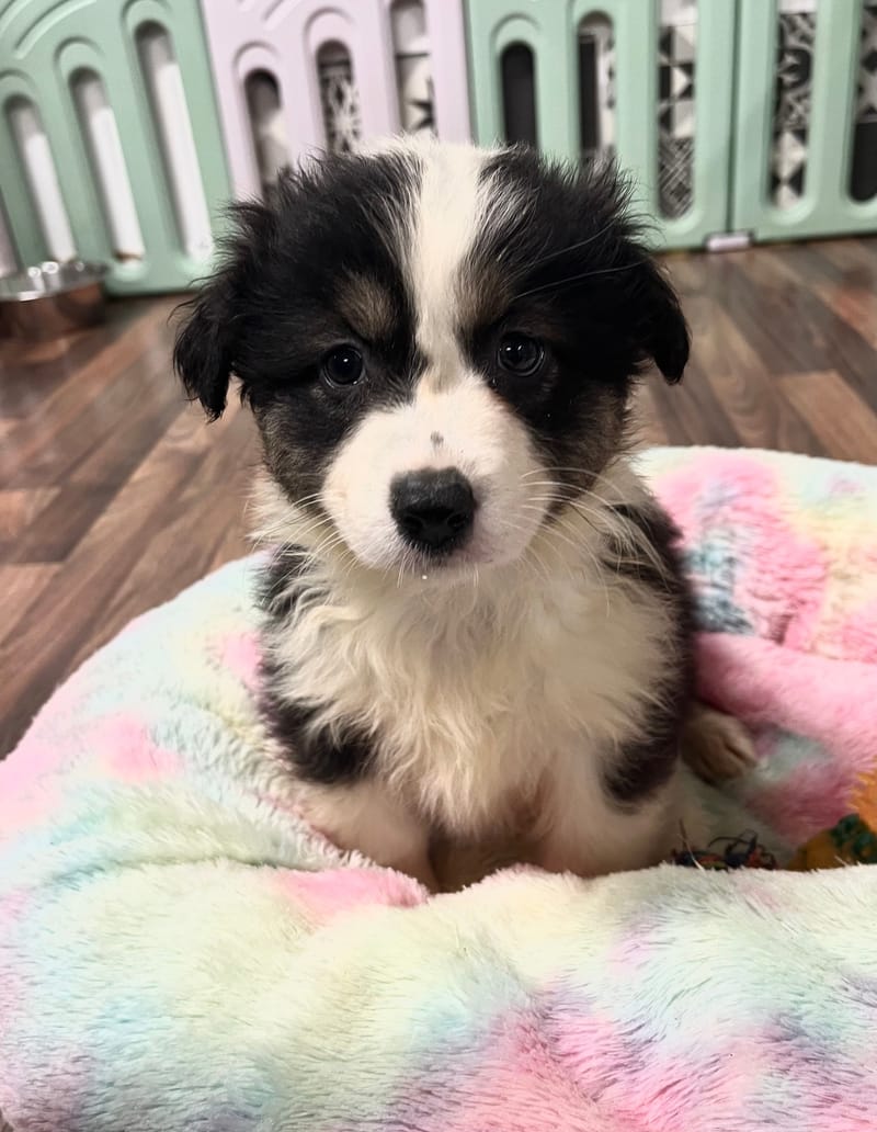 Andrea femelle née le: 28/10/2025 (Parents LOF)