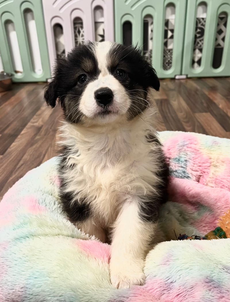 Andrea femelle née le: 28/10/2025 (Parents LOF)