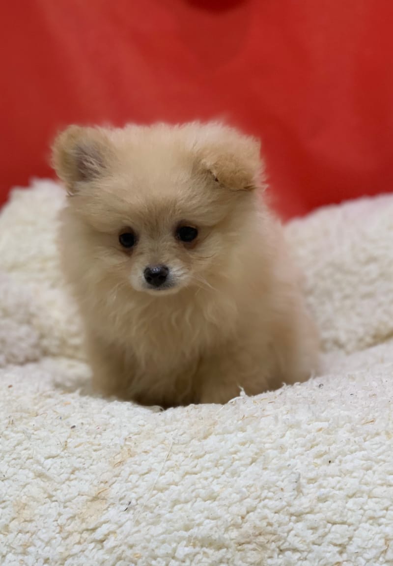 Anita, Spitz femelle née le 14/10/25 Non LOF (dispo dès le 23/12)