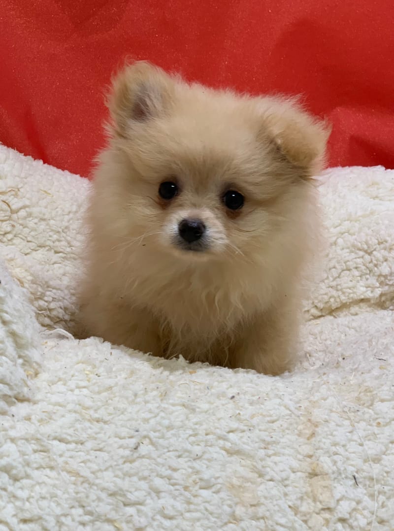 Anita, Spitz femelle née le 14/10/25 Non LOF (dispo dès le 23/12)