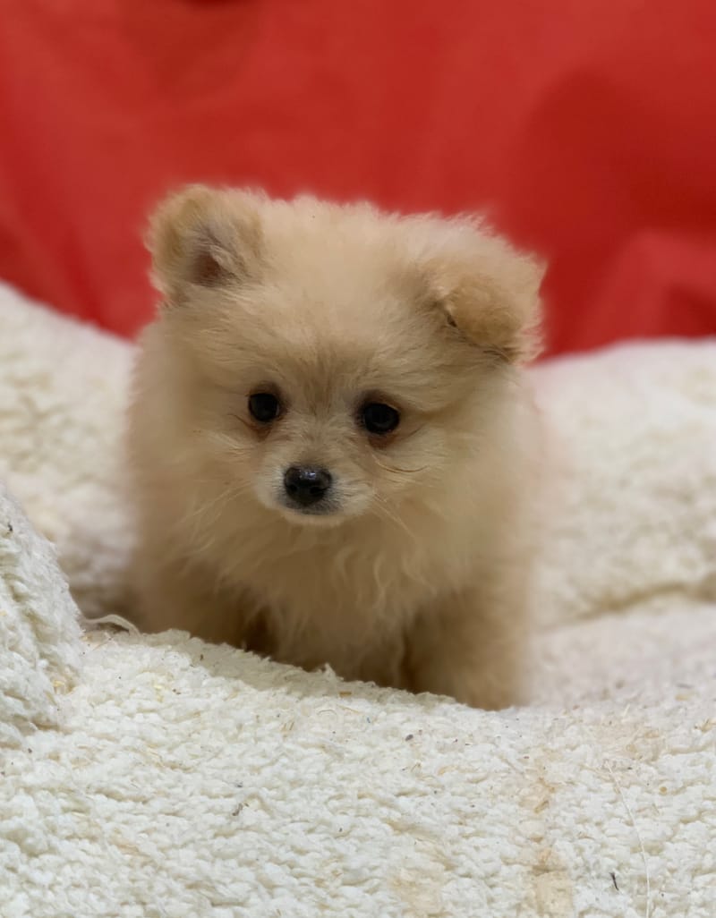 Anita, Spitz femelle née le 14/10/25 Non LOF (dispo dès le 23/12)