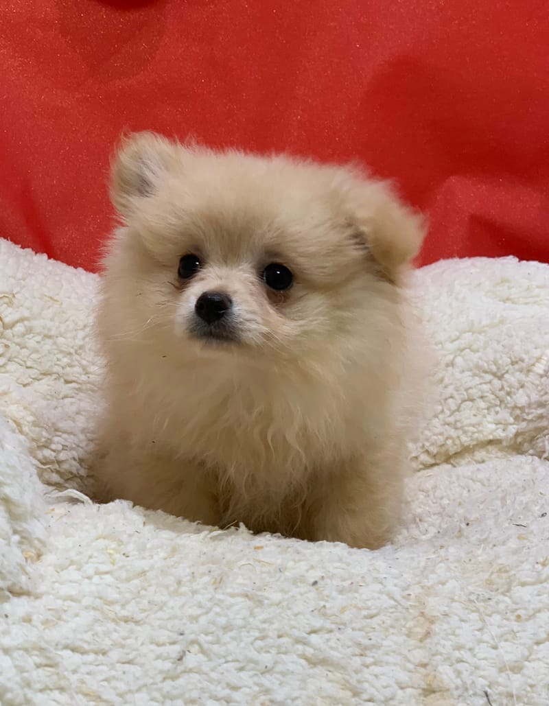 Anita, Spitz femelle née le 14/10/25 Non LOF (dispo dès le 23/12)