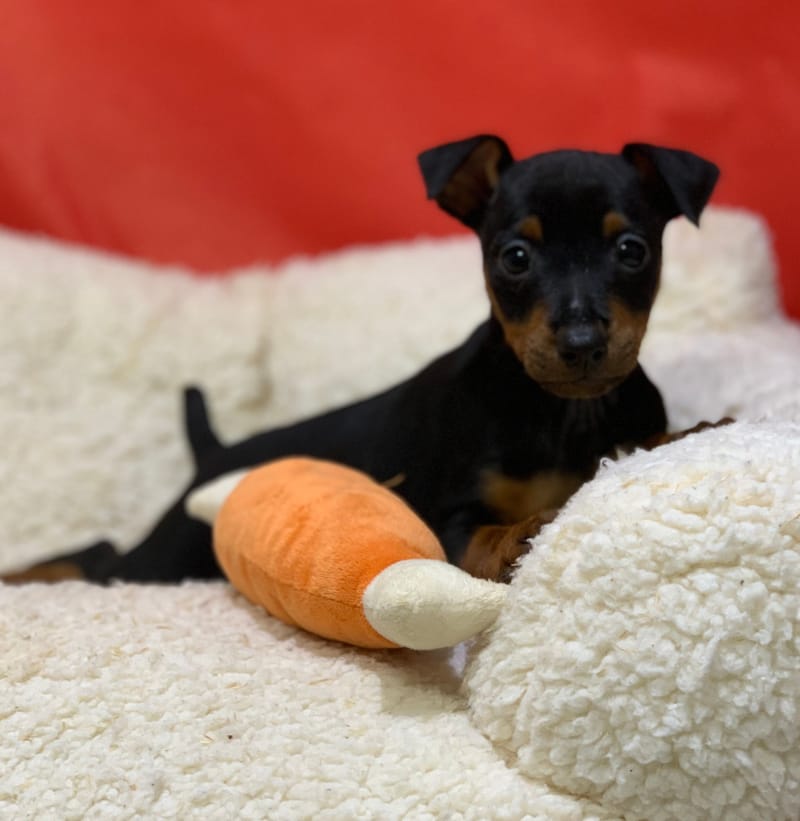 Aston, Pinscher mâle né le 25/10/25 Non LOF (Parents LOF) (dispo dès le 23/12)