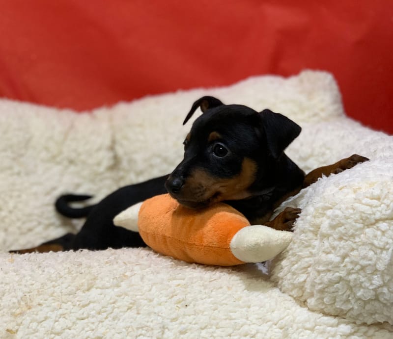 Aston, Pinscher mâle né le 25/10/25 Non LOF (Parents LOF) (dispo dès le 23/12)