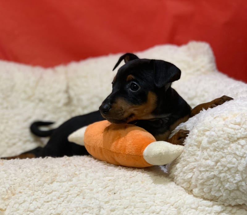 Aston, Pinscher mâle né le 25/10/25 Non LOF (Parents LOF) (dispo dès le 23/12)