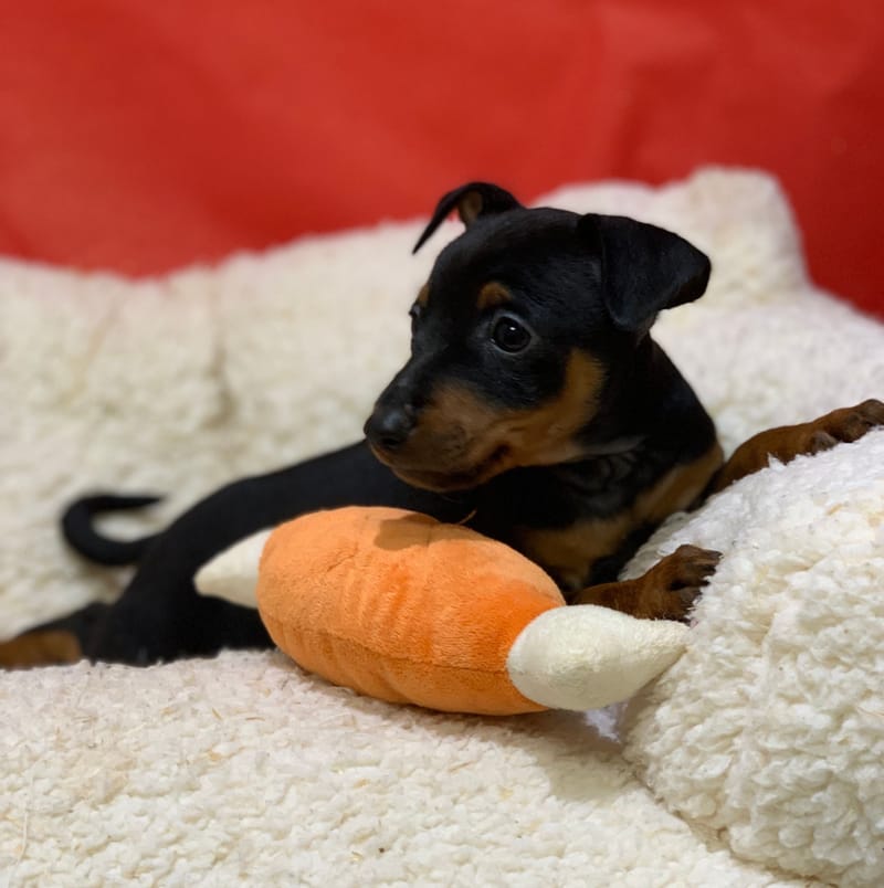 Aston, Pinscher mâle né le 25/10/25 Non LOF (Parents LOF) (dispo dès le 23/12)