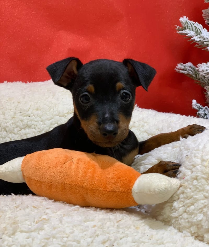 Aston, Pinscher mâle né le 25/10/25 Non LOF (Parents LOF) (dispo dès le 23/12)