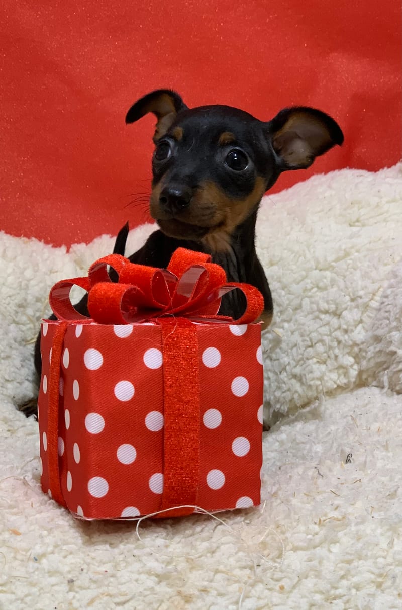 Aztek, Pinscher mâle né le 25/10/25 Non LOF (Parents LOF) (dispo dès le 23/12)