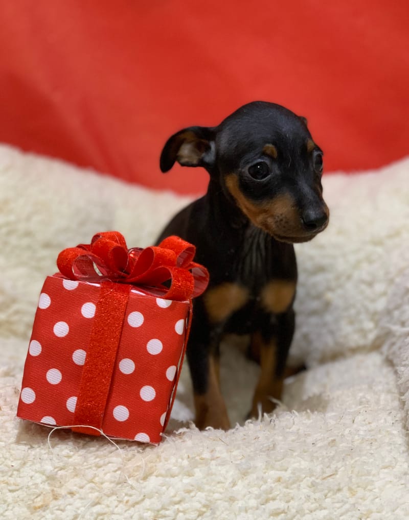 Aztek, Pinscher mâle né le 25/10/25 Non LOF (Parents LOF) (dispo dès le 23/12)