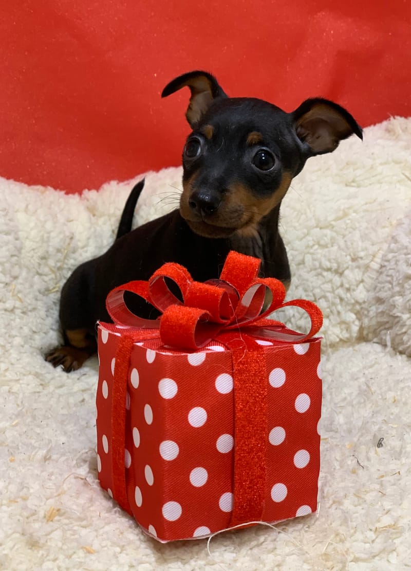 Aztek, Pinscher mâle né le 25/10/25 Non LOF (Parents LOF) (dispo dès le 23/12)